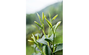 茶葉二維碼好色先生入口標簽可以帶來哪些優勢價值已經特點？